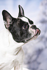 French Bulldog Portrait
