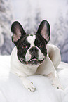lying French Bulldog