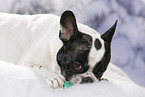 lying French Bulldog