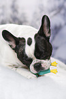 lying French Bulldog