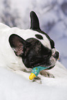 lying French Bulldog