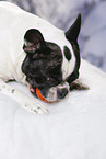 lying French Bulldog