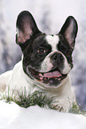 lying French Bulldog
