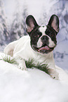 lying French Bulldog