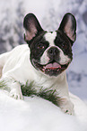 lying French Bulldog