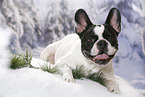 lying French Bulldog