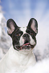 French Bulldog Portrait