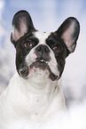 French Bulldog Portrait