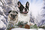 Pug and French Bulldog