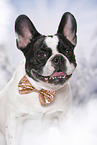 French Bulldog Portrait