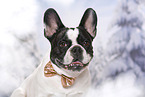 French Bulldog Portrait