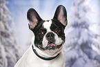 French Bulldog Portrait