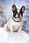 sitting French Bulldog