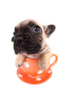 French Bulldog Puppy