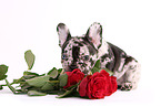French Bulldog Puppy
