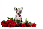 French Bulldog Puppy