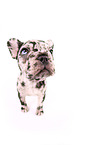 French Bulldog Puppy