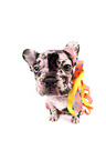 French Bulldog Puppy
