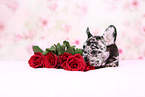 French Bulldog Puppy