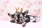 French Bulldog Puppy