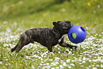 playing French Bulldog