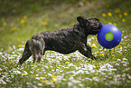 playing French Bulldog