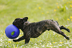 playing French Bulldog