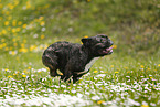 running French Bulldog