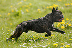 running French Bulldog