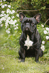 sitting French Bulldog