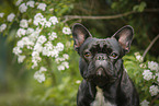 French Bulldog Portrait