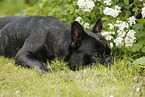 lying French Bulldog