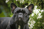 French Bulldog Portrait