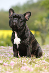 sitting French Bulldog