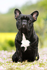 sitting French Bulldog