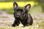 lying French Bulldog