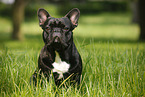 sitting French Bulldog