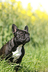 sitting French Bulldog