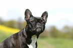 French Bulldog Portrait