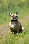 sitting French Bulldog