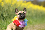 French Bulldog Portrait