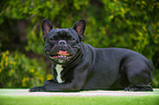 lying French Bulldog