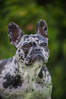 French Bulldog Portrait