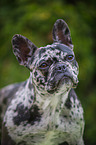 French Bulldog Portrait