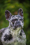 French Bulldog Portrait