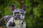 French Bulldog Portrait