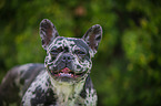 French Bulldog Portrait