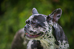 French Bulldog Portrait