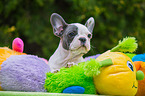 young French Bulldog