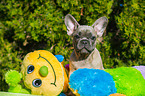 young French Bulldog